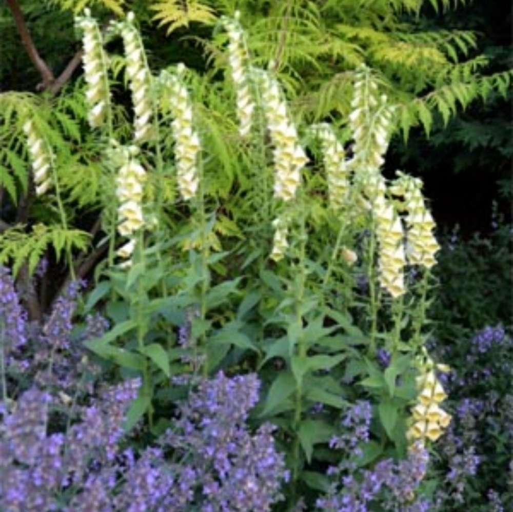 Yellow Foxglove 15 plants for $30 - Picture 5 of 5